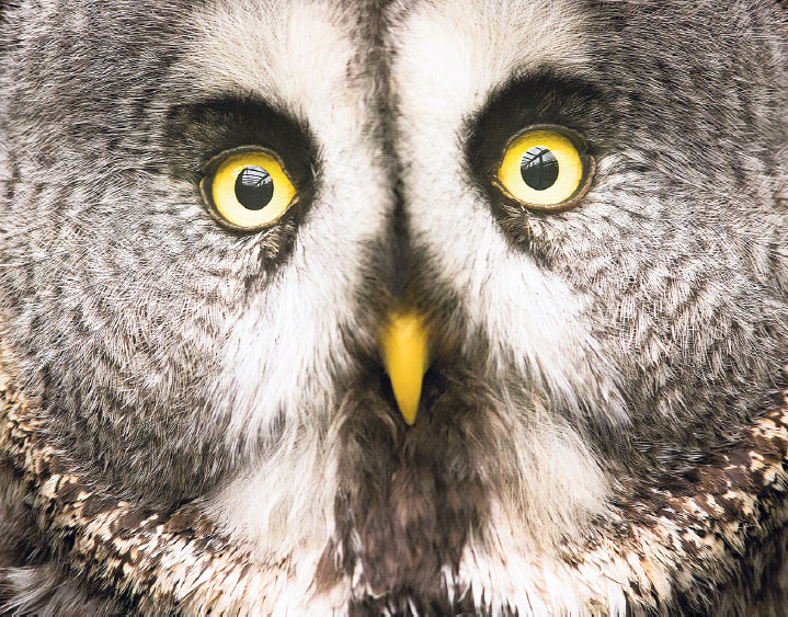 James Glossop photographed this eye-catching great grey owl at the Scottish Owl - photo 16