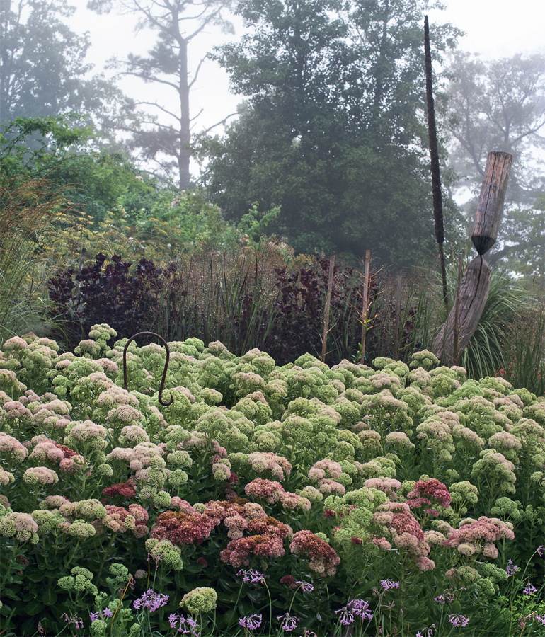 Tulbaghia violacea society garlic and Sedum Autumn Joy barely contain the - photo 8