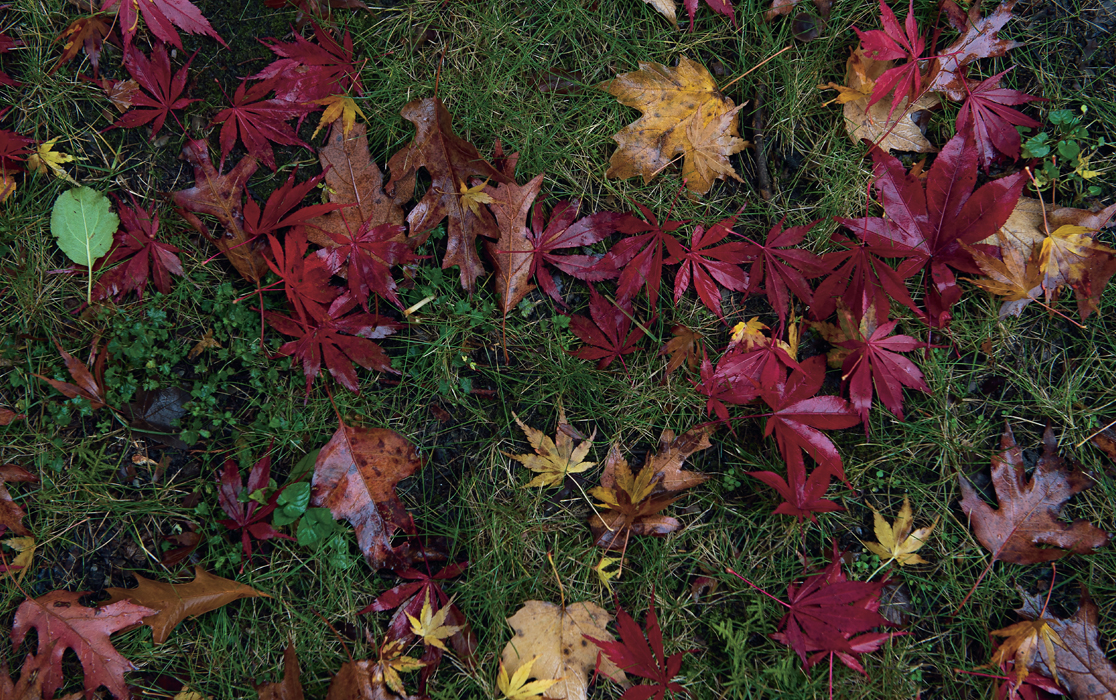 A sprinkling of autumn foliage at Eastcote Tulbaghia violacea society - photo 7