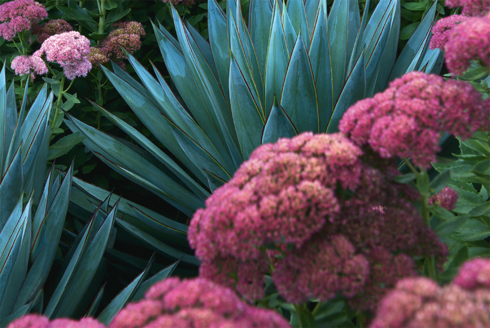 Sedum Autumn Joy wreathing Agave Blue Glow Clockwise from top left The - photo 2