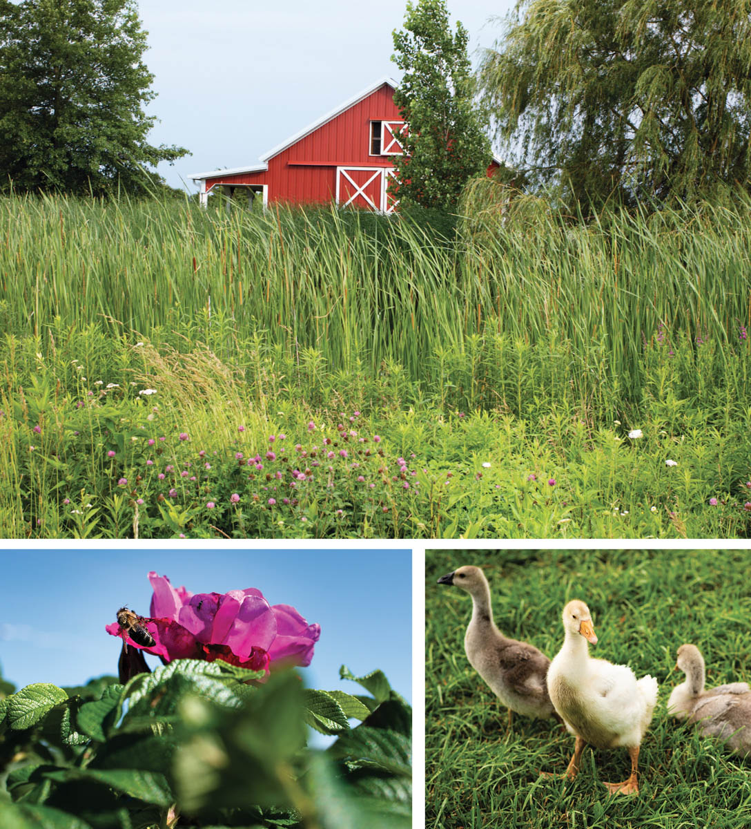 Mockingbird Meadows began in 2005 as a small honeybee farm in Marysville Ohio - photo 5