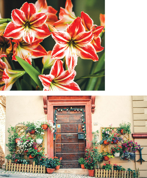 Coping well with the Italian heat the plants include many varieties of petunia - photo 9