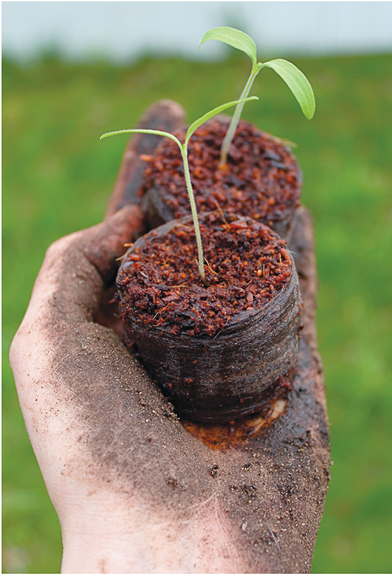 Black from Tula and Black Krim tomato seedlings A TRIANGLE SQUARE BOOK FOR - photo 6