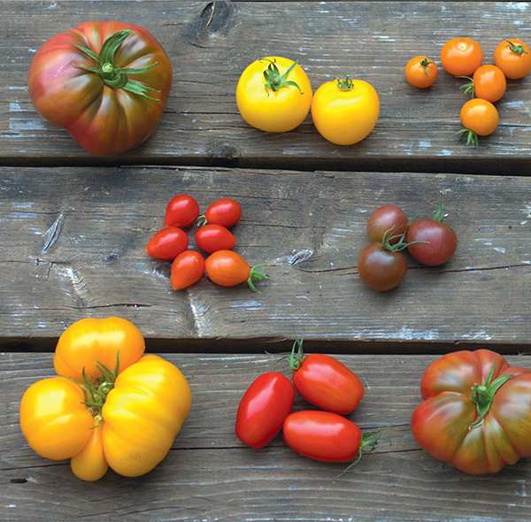 Heirloom tomatoes including Black from Tula at the top left and bottom right - photo 7