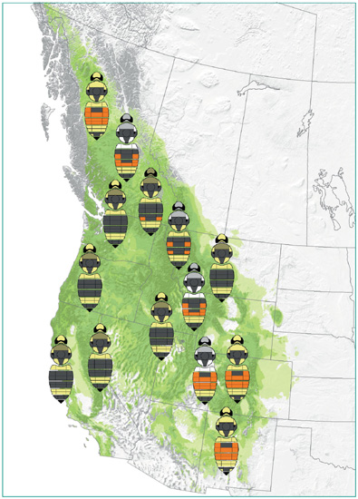 The color patterns of Bombus bifarius workers vary around its range In - photo 2