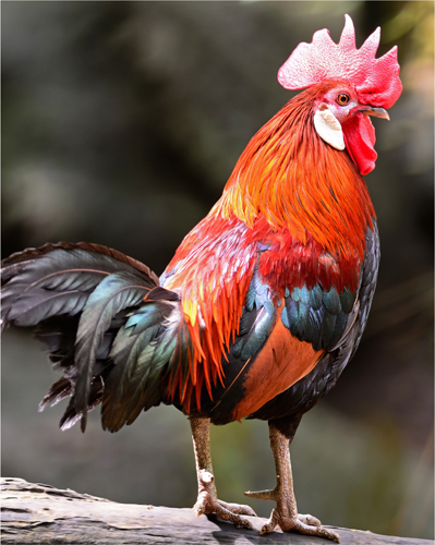 Red jungle fowl a member of the avian taxonomic order Galliformes is the - photo 8