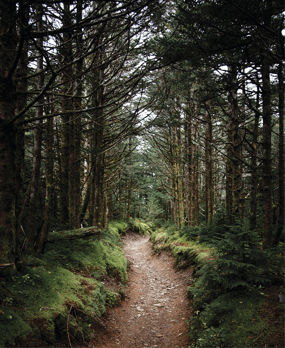 A mossy path crosses near the summit of Mount LeConte in Tennessee T o - photo 5