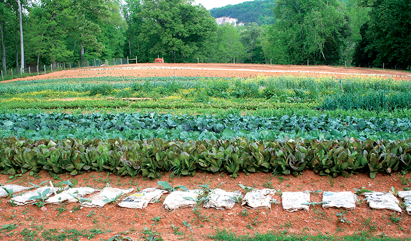 THE FARMHOUSE CHEF Recipes Stories from My Carolina Farm JAMIE DEMENT FOOD - photo 2