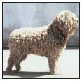 Learn the requirements of a well-bred Spanish Water Dog by studying the - photo 4