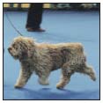 Experience the dog show world in the conformation ring and beyond Learn about - photo 10