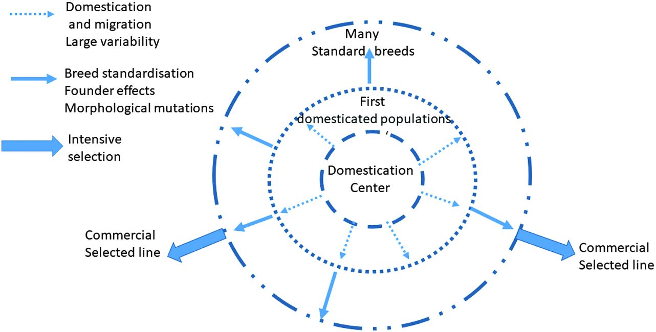 Figure 1 A schematic representation of the migration from the domestication - photo 2