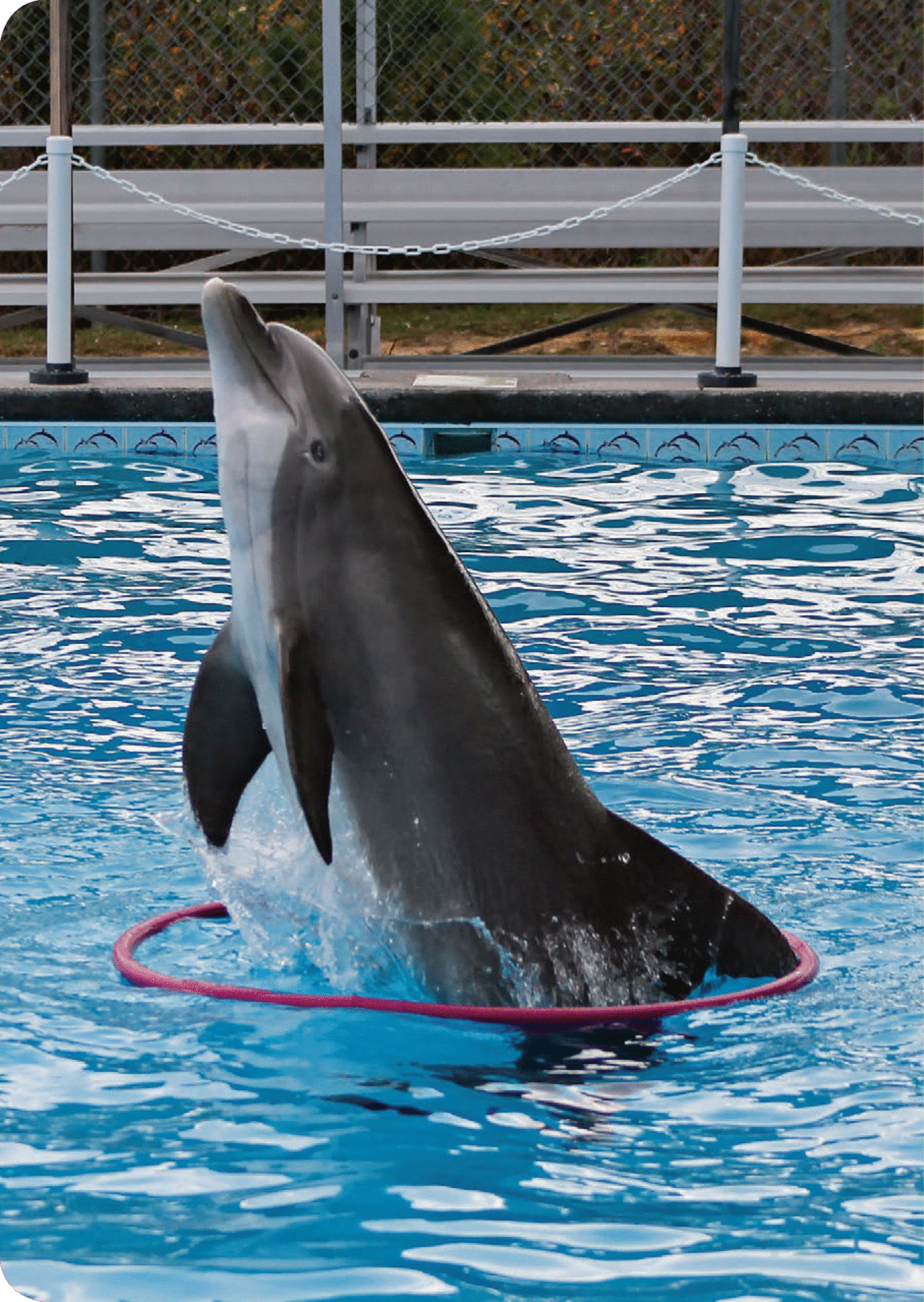 A playful dolphin dances with a hula hoop Have you ever been outsmarted - photo 5