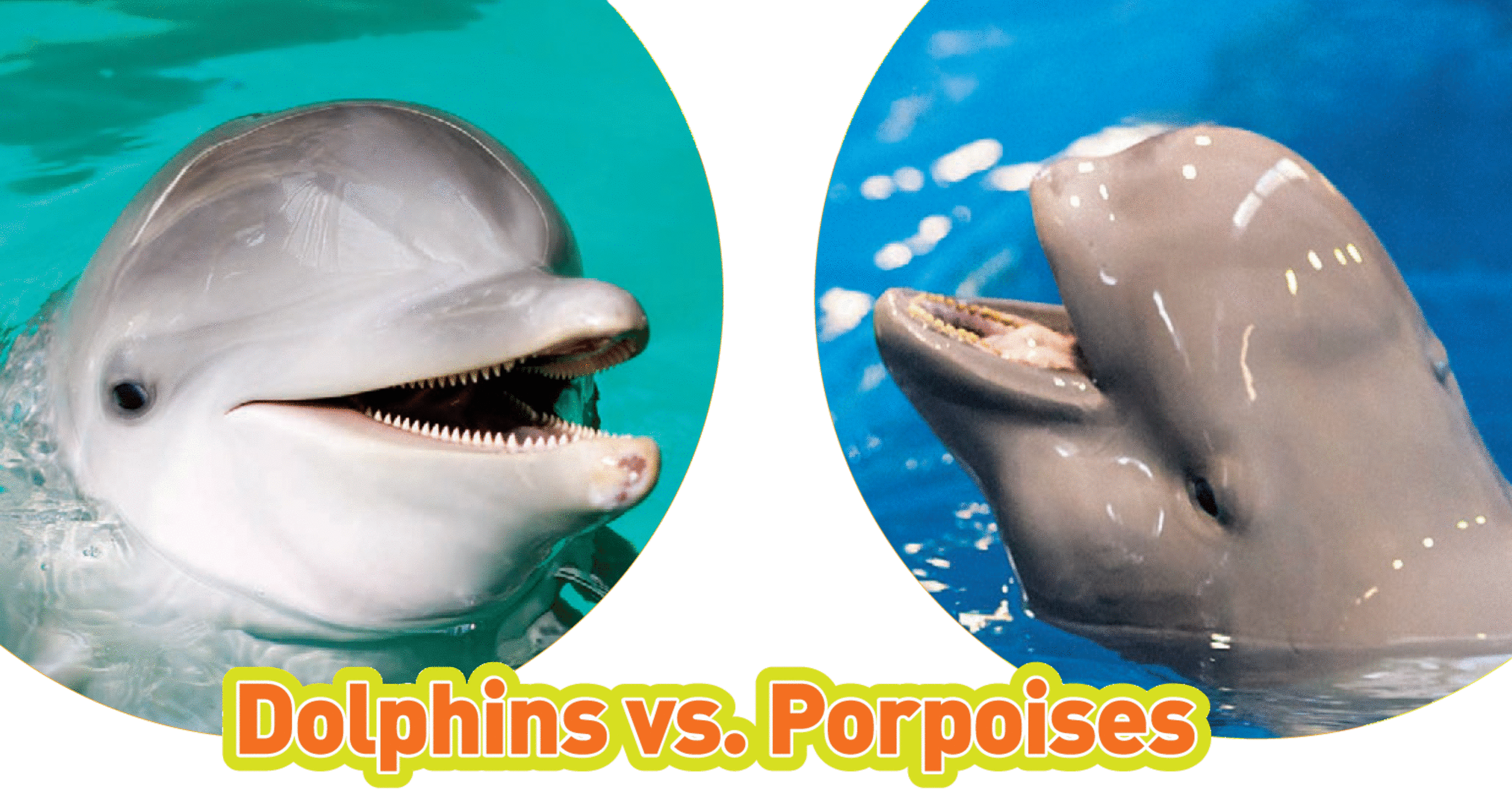 Dolphins and porpoises are both whales In fact they are both toothed whales - photo 7
