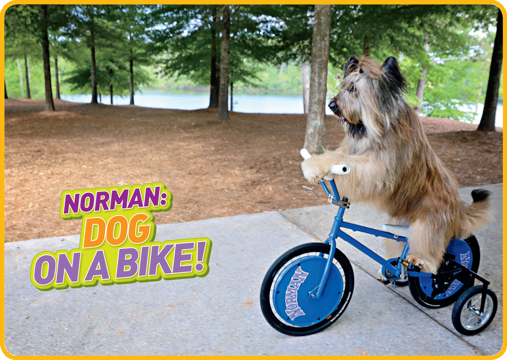 Is that a dog on a bike Yes Its Norman - photo 6