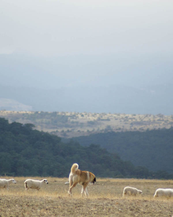 Spanish Mastiff For millennia humans lived and worked with a handful of canine - photo 4