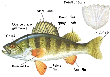 YELLOW PERCH A fishs shape is a clue to where it lives how it feeds and the - photo 8