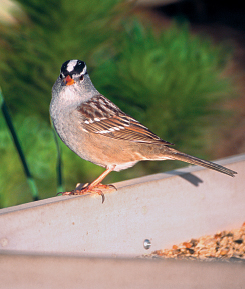 White-crowned sparrows Zonotrichia leucophrys have personality to spare - photo 12