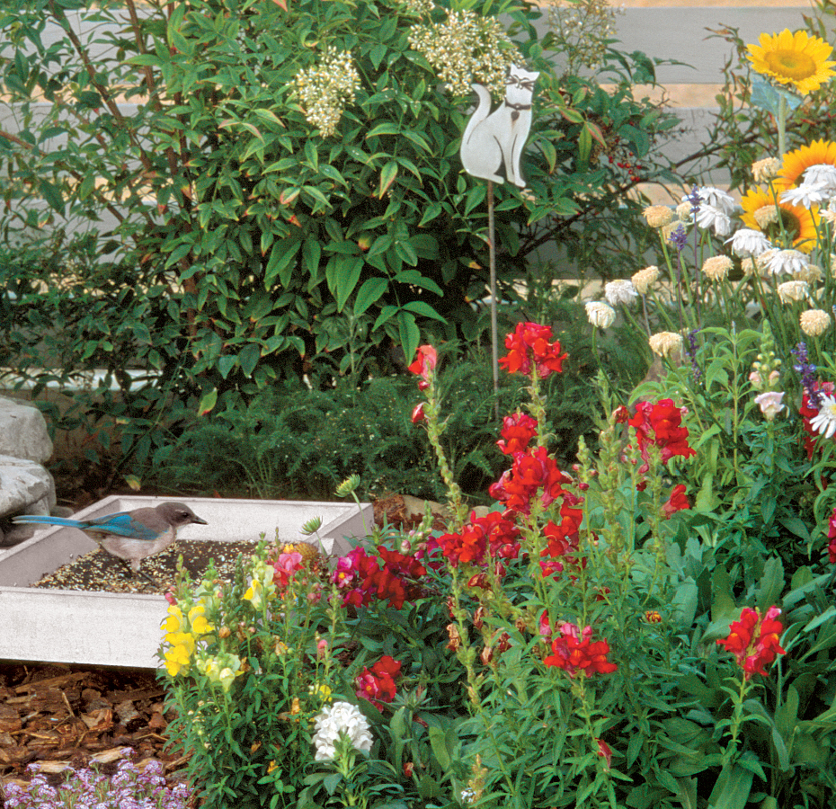 Gardens to Attract Backyard Birds Scrub jay Aphelocoma coerulescens W - photo 10