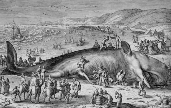 The stranding of a sperm whale on the Dutch shore near Katwijk in 1598 was - photo 5