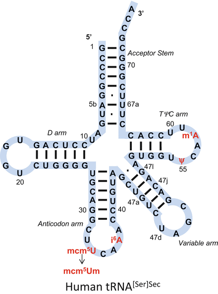 Fig 11 The primary structure of human tRNASerSec is shown in a cloverleaf - photo 1