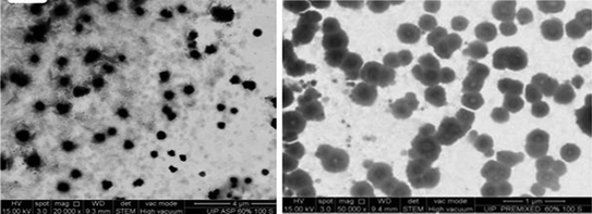 Fig 3 SEM micrographs of aspirin nanoemulsion generated using ultrasound - photo 3