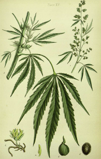 Cannabis sativa from Edward Hamilton Flora Homeopathica 1852 Preface C - photo 5