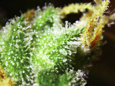 Marijuana inflorescence with resin Tiny anatomical characteristics are - photo 9