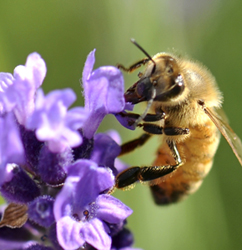 INTRODUCTION Birds butterflies and bees rely on plants trees and shrubs to - photo 2