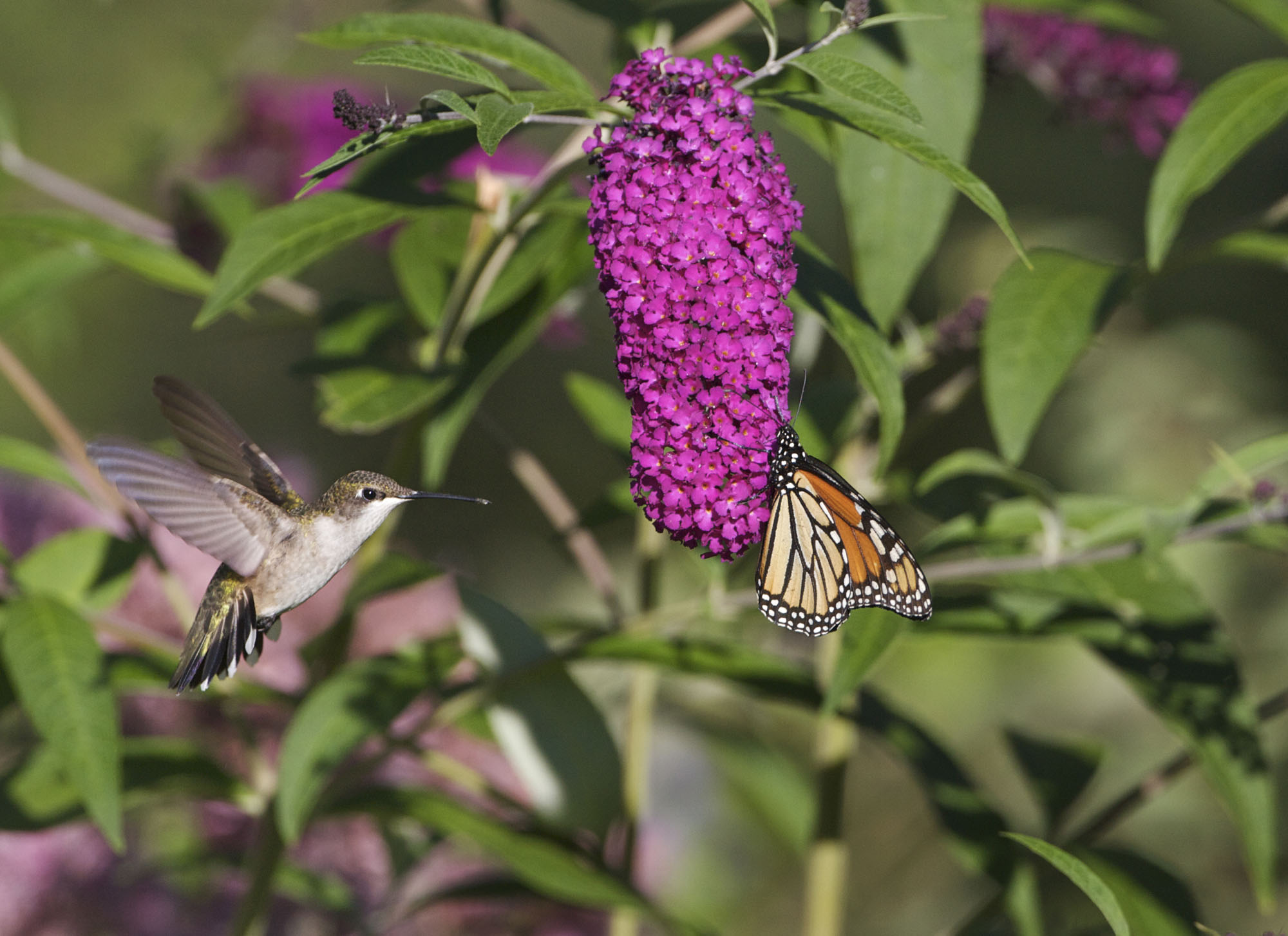 Female ruby-throated hummingbird and monarch at butterfly bush key Bird - photo 3