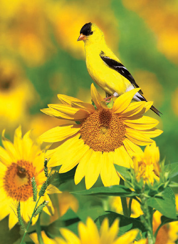 American goldfinch on sunflower Mountain bluebird at purple coneflowers - photo 11