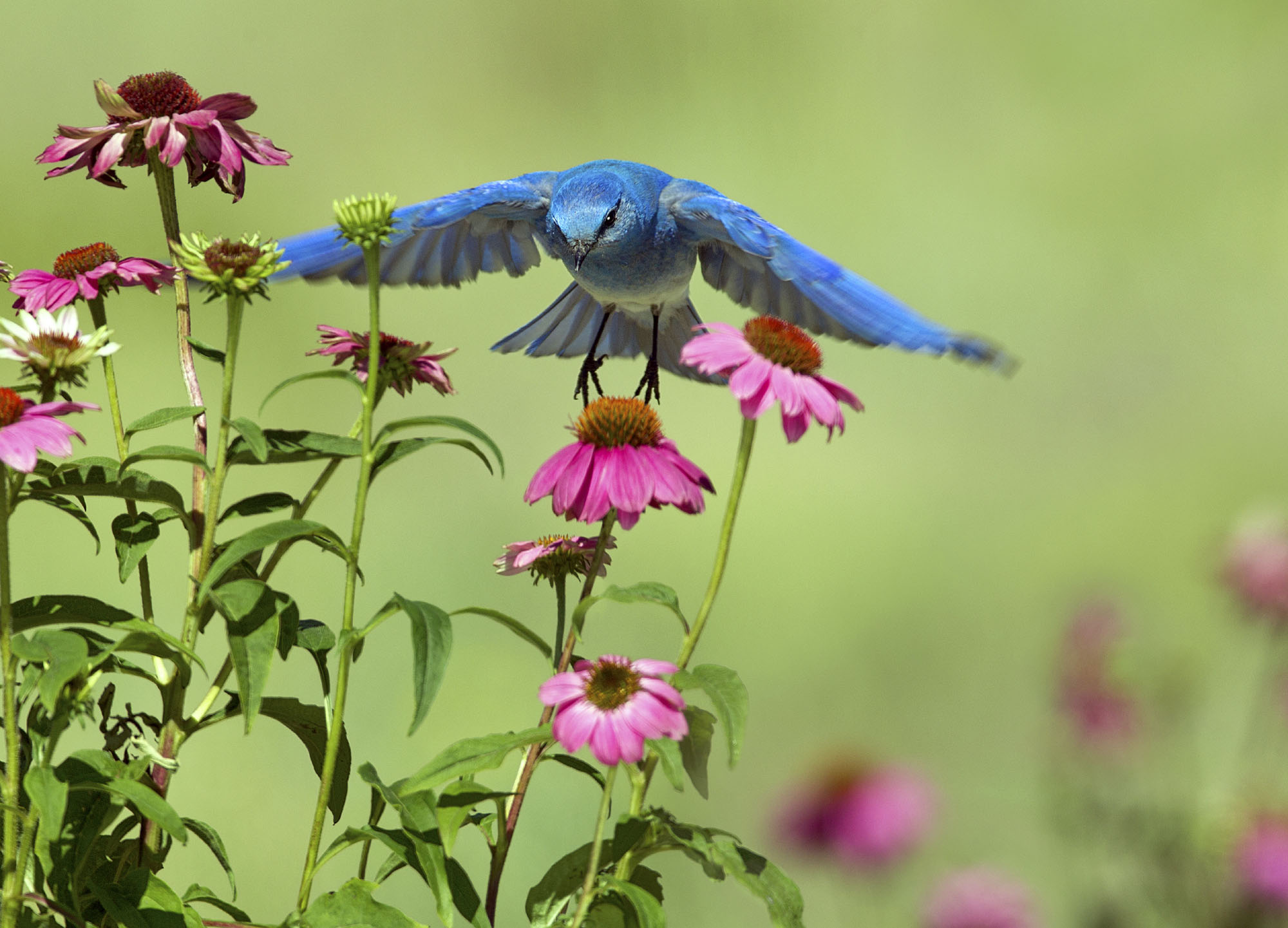 Mountain bluebird at purple coneflowers CHAPTER ONE Create a Wildlife-Friendly - photo 12