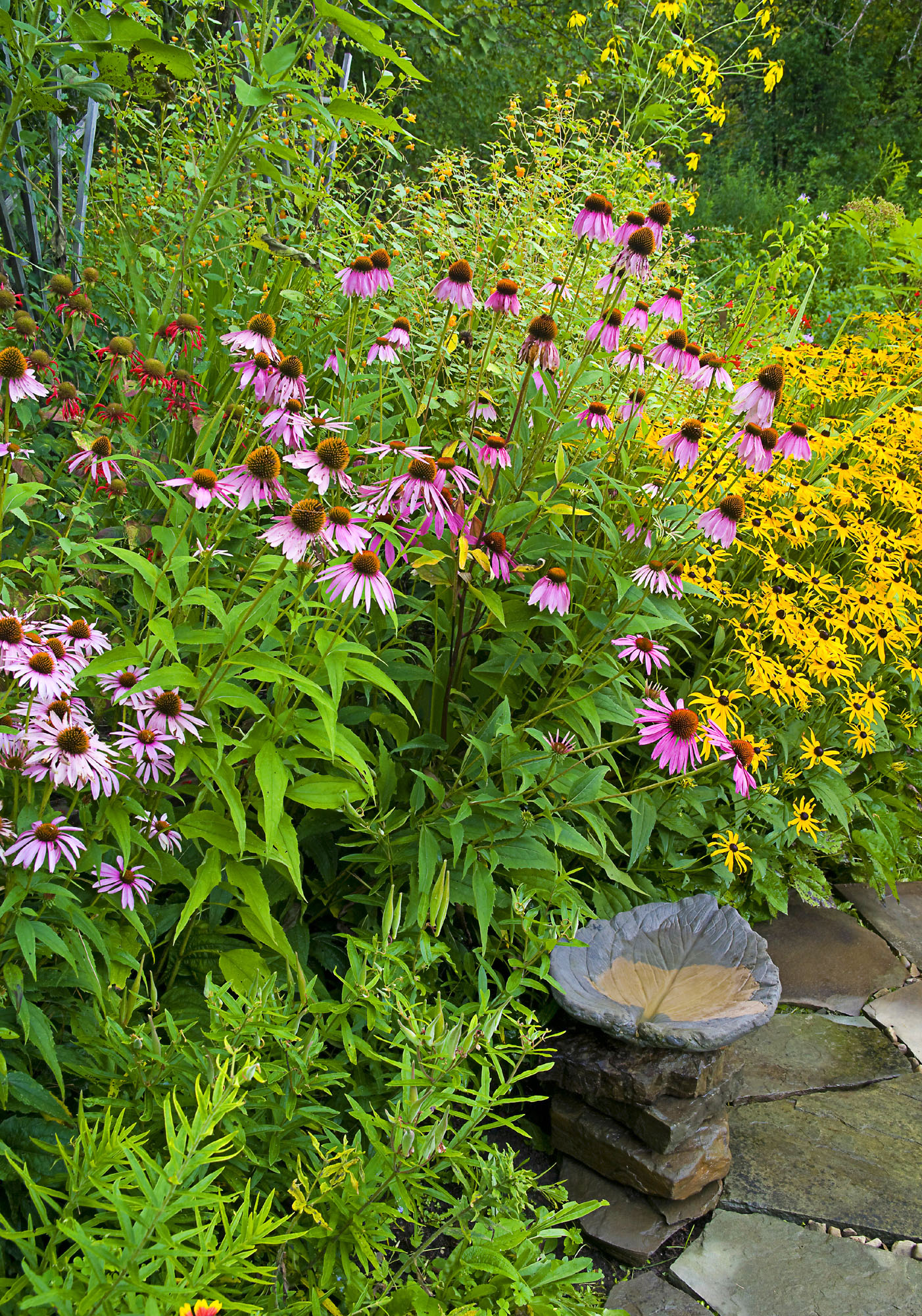 Native plants like purple coneflowers and black-eyed Susans are the best for - photo 13