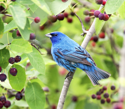 Serviceberry trees attract many birds like this male indigo bunting - photo 14