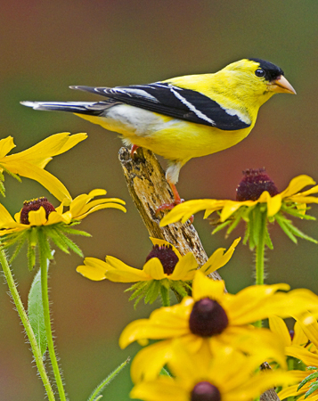Male goldfinch on black-eyed Susan Its possible for backyard gardens to - photo 16