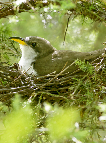 Junipers provide safe nesting for birds like this yellow-billed cuckoo Choose - photo 18