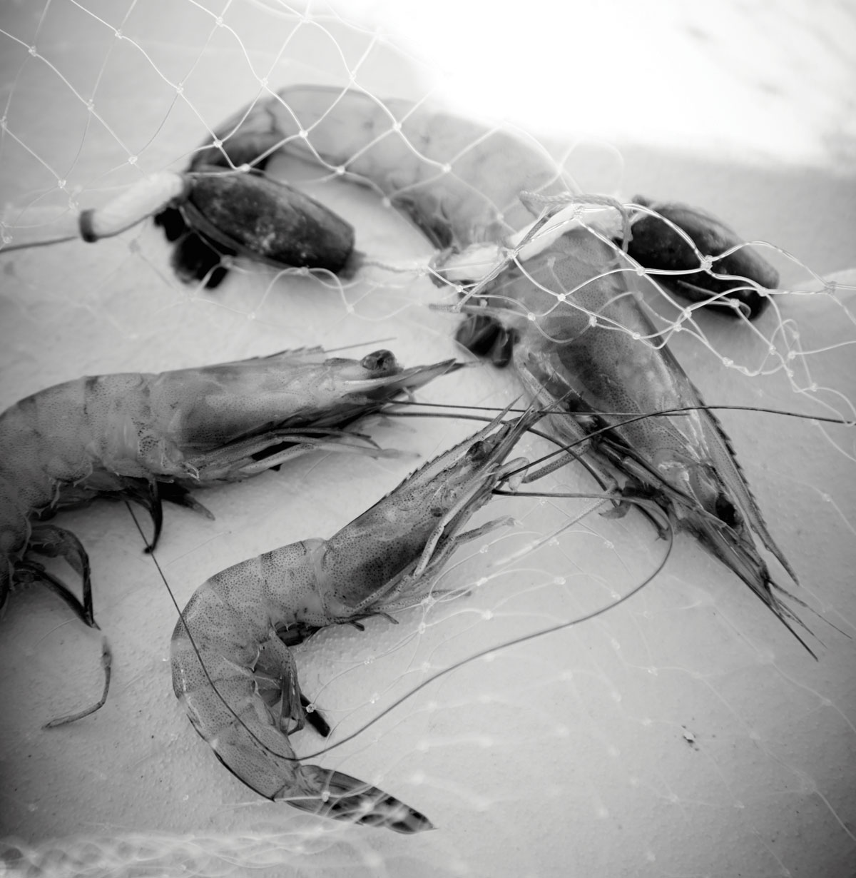 How Shrimp Are Sold While shrimp may be sold simply as small medium large - photo 10