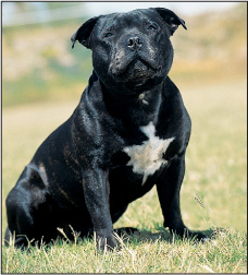 The Staffordshire Bull Terrier shown here was originally brought to America - photo 8