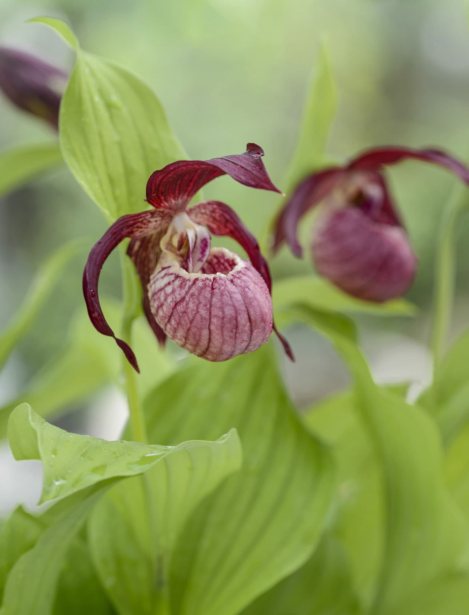 THE KEW GARDENERS GUIDE TO GROWING ORCHIDS THE ART AND SCIENCE TO GROW YOUR - photo 2