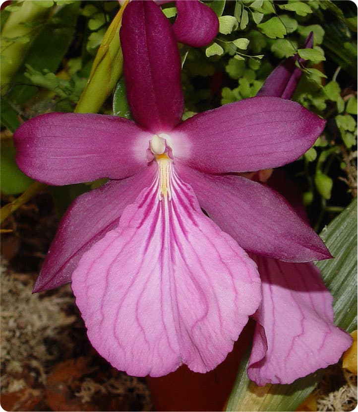 Miltonia moreliana with its dark plum sepals and petals is particularly - photo 7