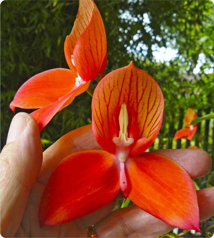 Despite its scientific name of Disa uniflora pride of Table Mountain often has - photo 9