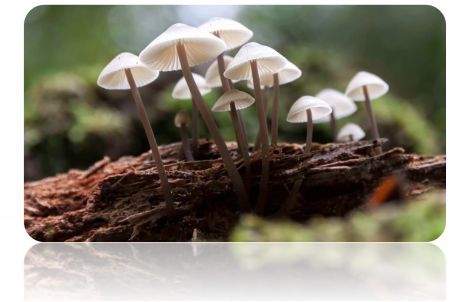 INTRODUCTION P silocybin mushrooms otherwise known as magic mushrooms or - photo 1