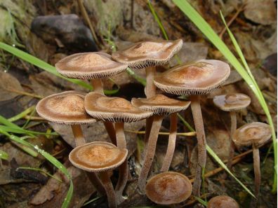 The Magic Mushroom Enthusiasts of Super Mario play with them Specialists - photo 3