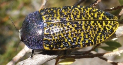 A spectacular jewel beetle Stigmodera macularia feeding at flowers of a bearded - photo 2