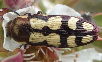 A jewel beetle Castiarina decemmaculata Coleoptera Buprestidae at - photo 1