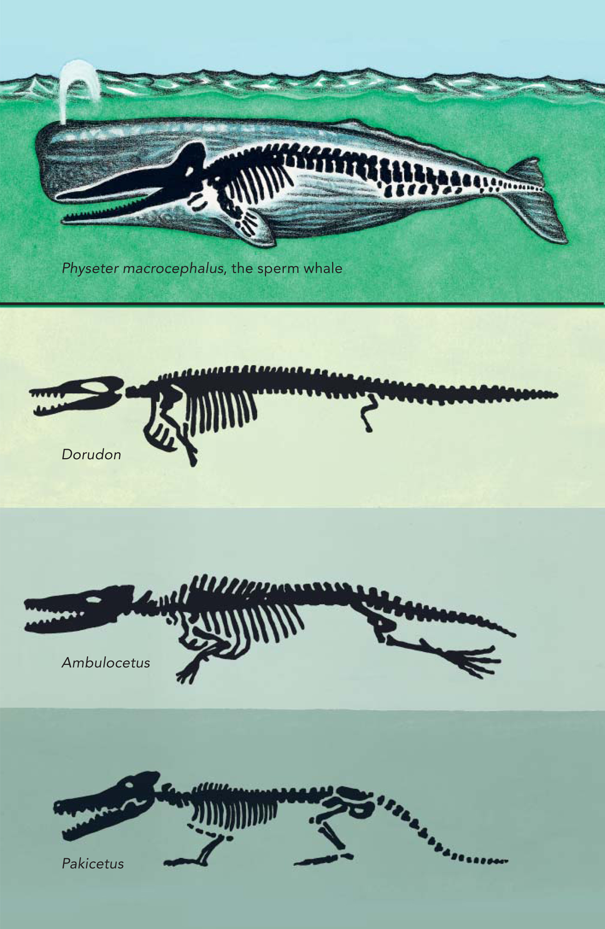 Evolution makes sense The Origin points out that language like life changes - photo 5