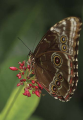 The Blue Morpho Morpho peleides is brown on the outside and hard to see when - photo 1