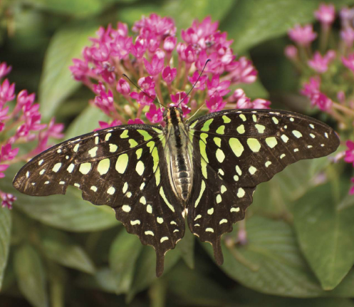 A Green or Tailed Jay Graphium agamemnon is a tropical species that is found - photo 2