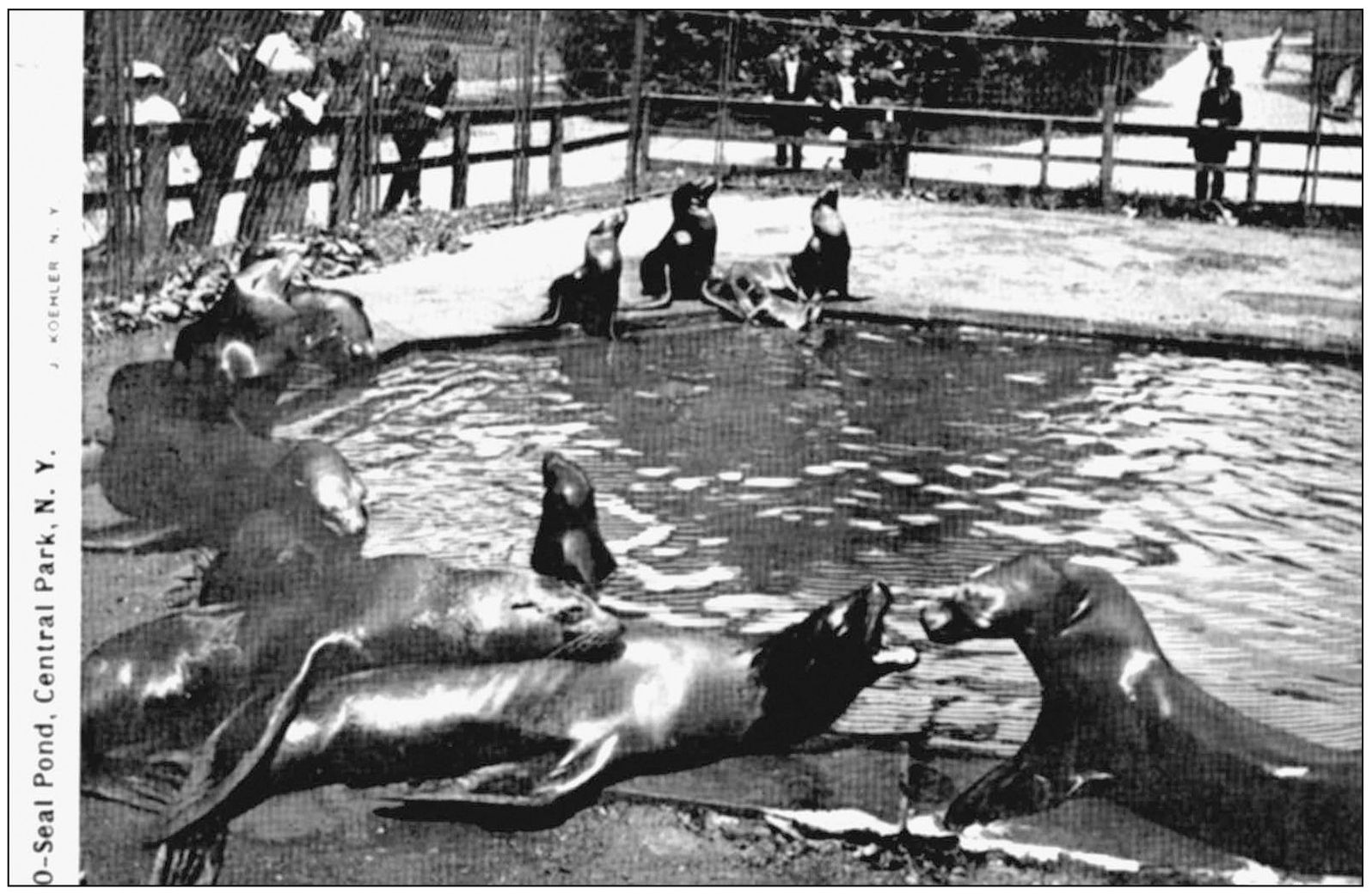 The sea lion pool has always been located at the center of the zoo This - photo 5