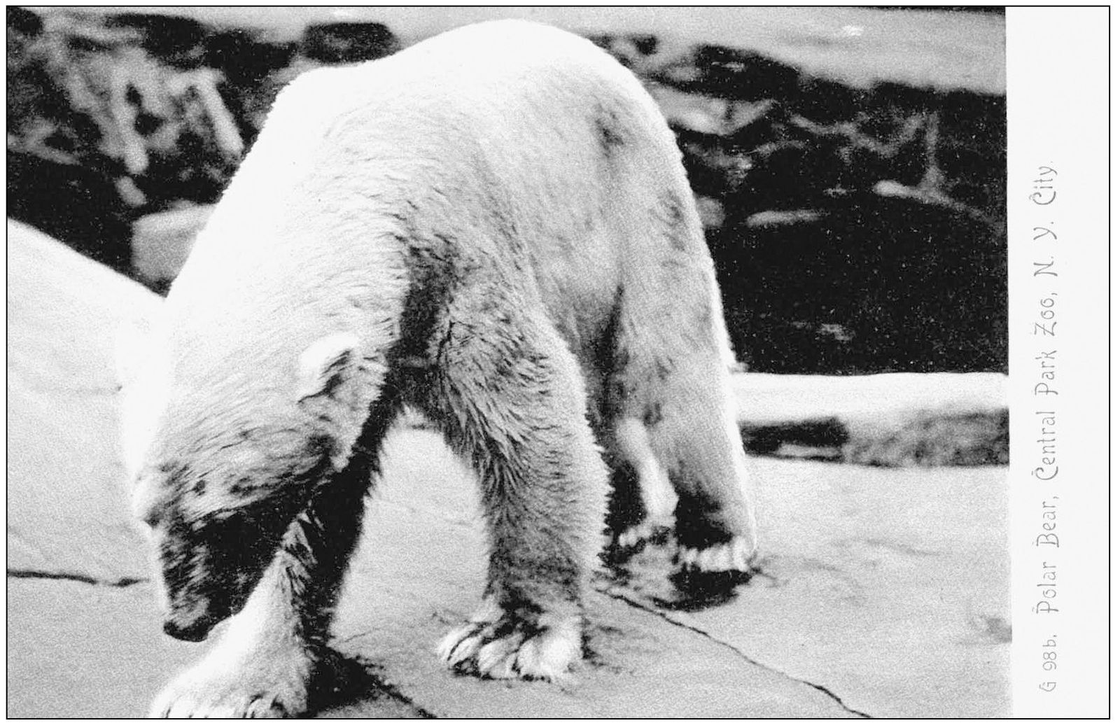 The polar bears and sea lions are two species that have always been at the - photo 6