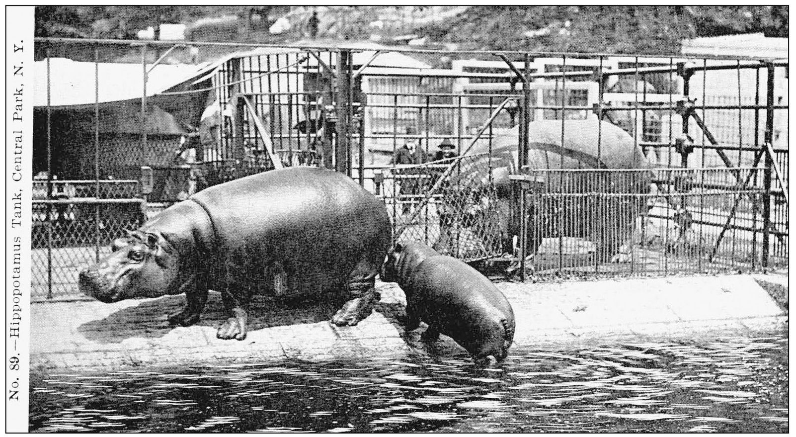 Rosie the hippopotamus was reported to have had four babies while at the - photo 7